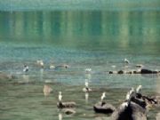 O paraiso nas cies 